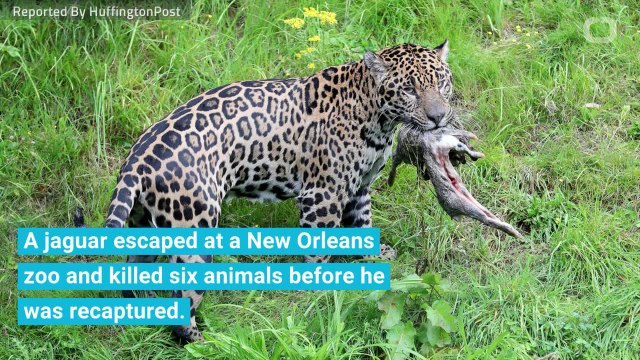 Escaped Jaguar Kills 6 Animals At New Orleans Zoo