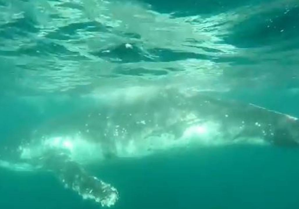 Entangled Humpback Whale Rescued From Nets Near Burleigh Heads