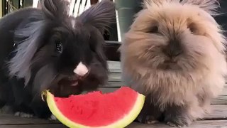 Kelinci makan semangka