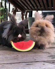 Kelinci makan semangka