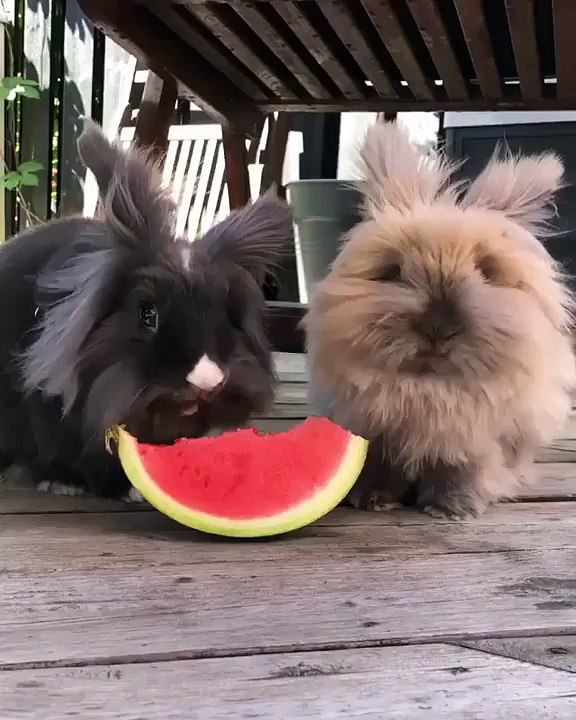 Kelinci makan semangka