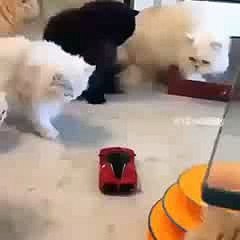 Kucing Vs Mobil Mobilan