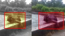Elephant calf fell into water tank, Watch Rescue Video | OneIndia News