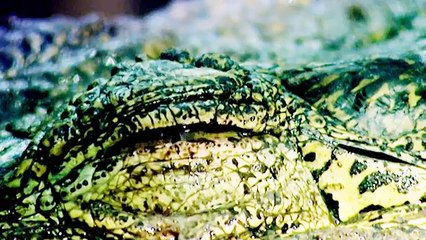 The Selfish Ape: The Tribe of Suit - Now in High Quality! (Part 1/5)