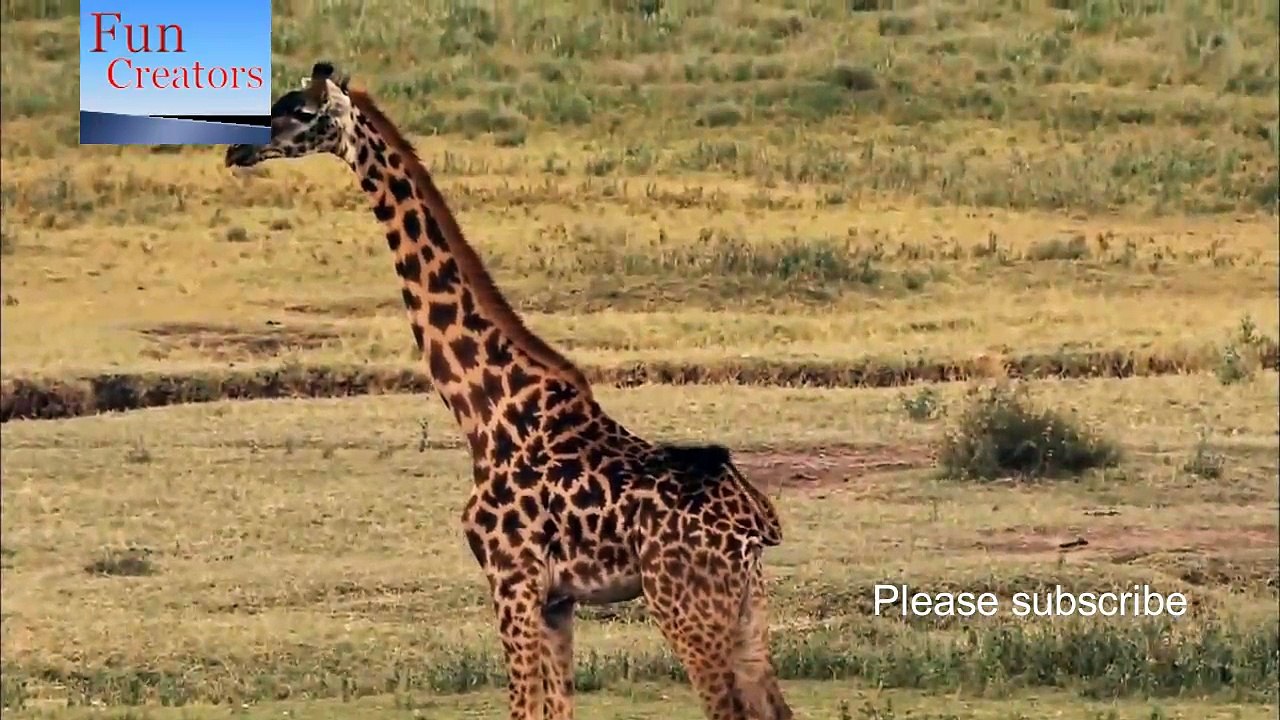 Lion vs giraffe 17