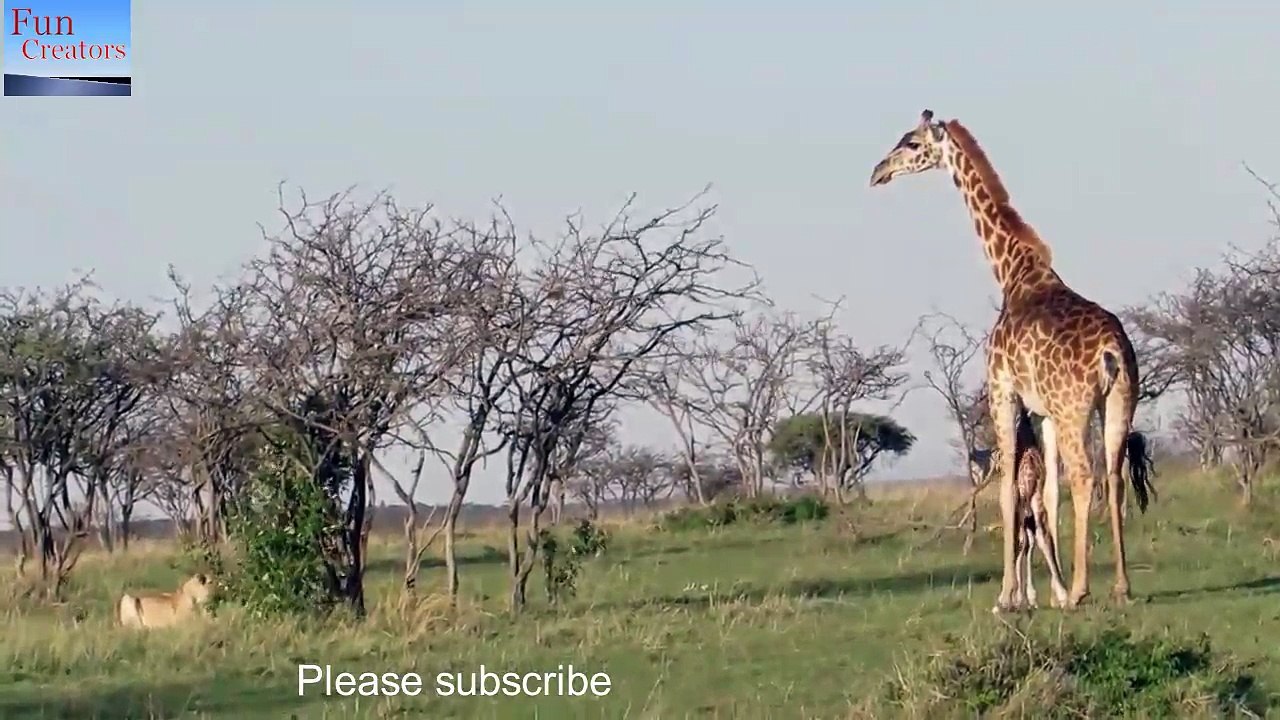 Lion vs giraffe 18.1