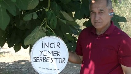 Okul Müdürü Kimse İncirlerinden Yemiyor Diye Bütün İncirleri Ücretsiz Yaptı