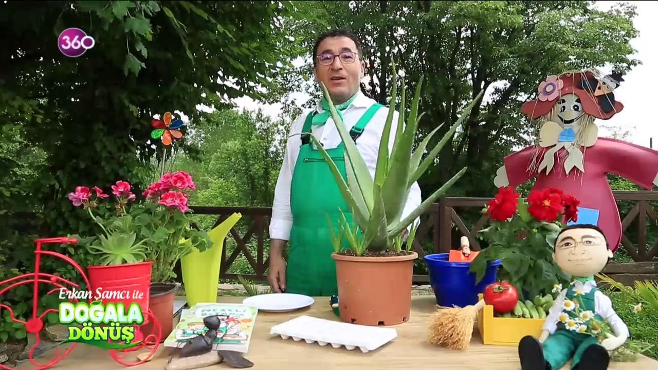 Doğala Dönüş
