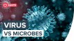 Quelles sont les différences entre bactéries et virus ?