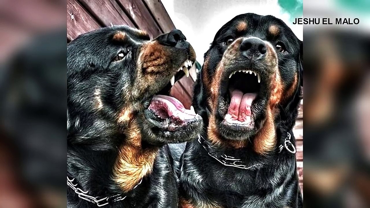 El poder del ROTTWEILER vs CANE CORSO