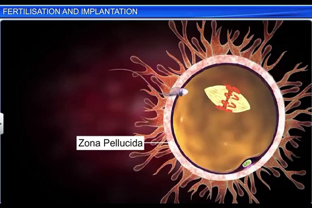 (4)CBSE Class 12 Biology, Human Reproduction – 4, Fertilization and Implantation