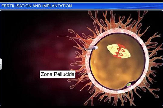 (4)CBSE Class 12 Biology, Human Reproduction – 4, Fertilization and Implantation