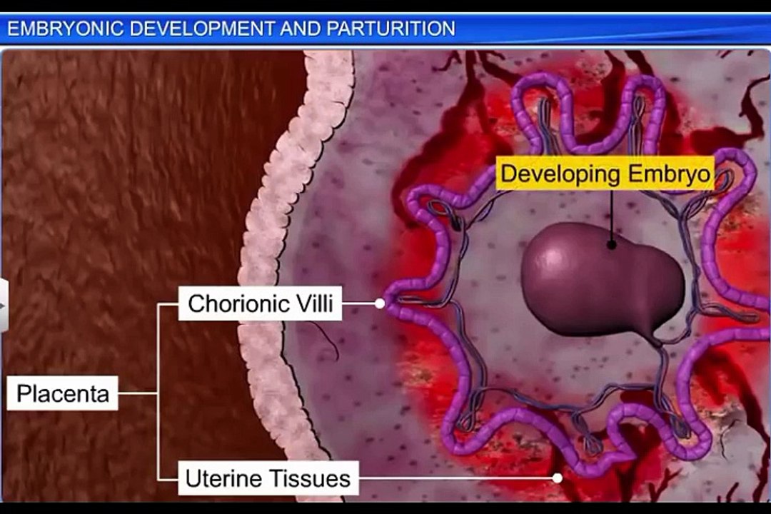 (5)CBSE Class 12 Biology, Human Reproduction – 5, Embryonic Development and Parturition