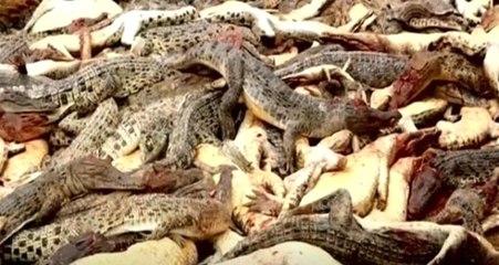 Yakınlarını Kaybeden Öfkeli Köylüler Çiftliği Bastı, 292 Timsahı Katletti