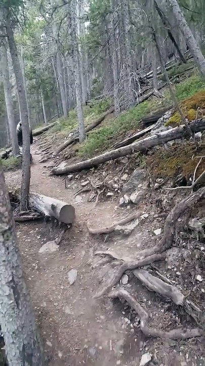En randonnée, un couple se retrouve face à un grizzly