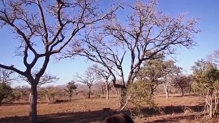 Leopard Hunts Monkey on the Tree - Most Spectacular Leopard Attacks Compilation