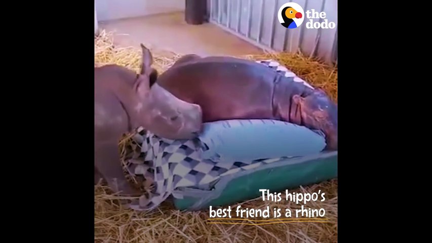 2 amis pour la vie !