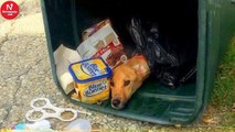 She Wanted To Follow Her Boyfriend so She Threw Her Dog In The Trash!