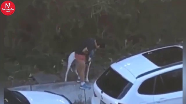 She Was Filmed Appearing To Suffocate Her Dog With A Plastic Bag, The Hunt Is On For Her!