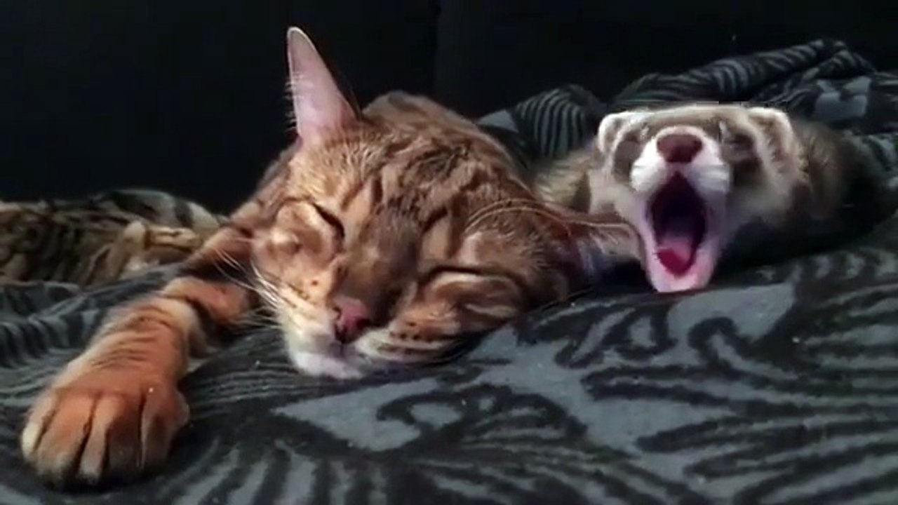 My cat sleeping next to scoroll
