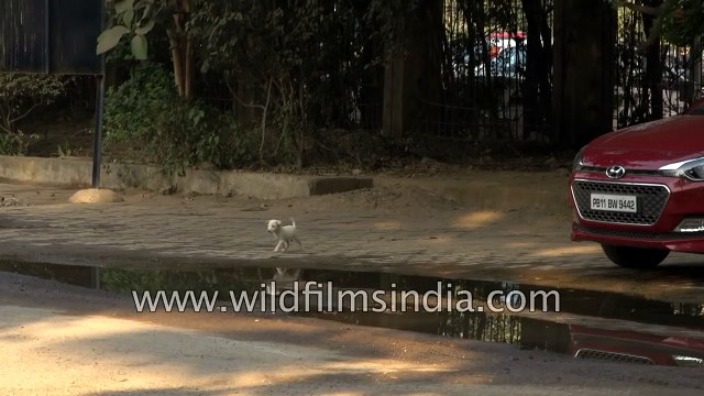 Cute puppy alert- Stray dog litter of pups on Delhi streets