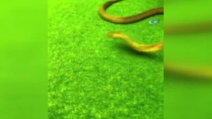 Aref Tedavi İçin Mısır'a Gönderiliyor