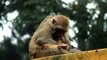 Monkey grooming her baby at Mahakal Shiv Mandir  Darjeeling