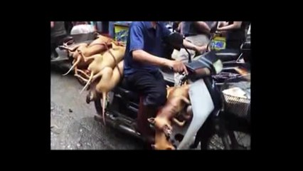 XIN ĐỪNG ĂN THỊT CHÓ NỮA,.............TỘI NGHIỆP LẮM      NAM MÔ A DI ĐÀ PHẬT