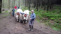 Laurent Billoux débarde près de charolles avec une paire mixte de bovins