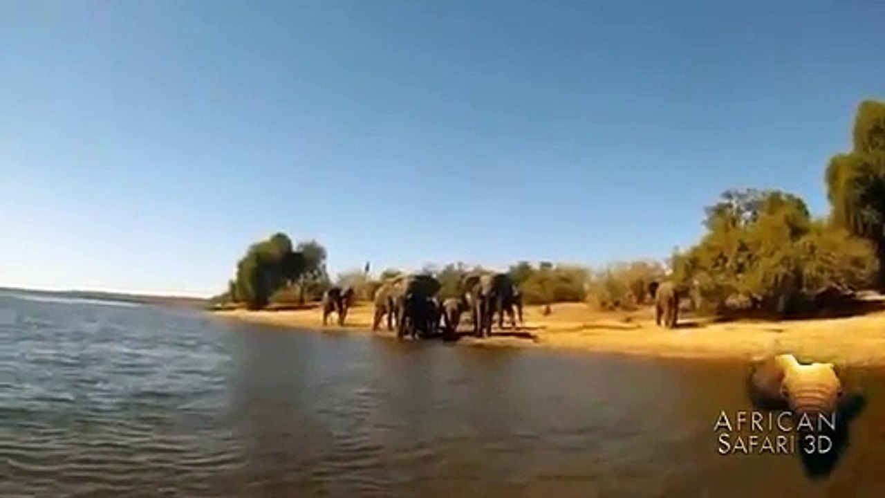 African Safari 3D   elephant charge in The Chobe