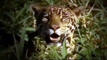 Leopard Attacks and Eats Crocodile Animals Attack  National Geographic Animals