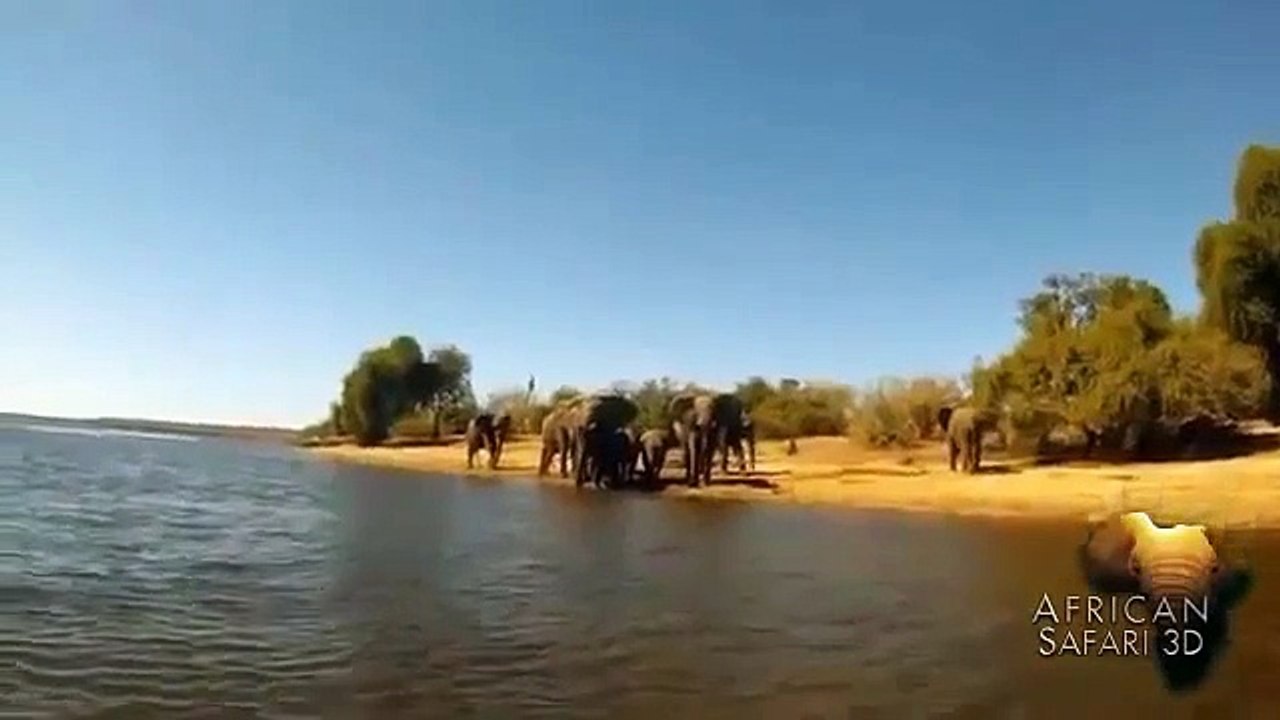 African Safari 3D   elephant charge in The Chobe