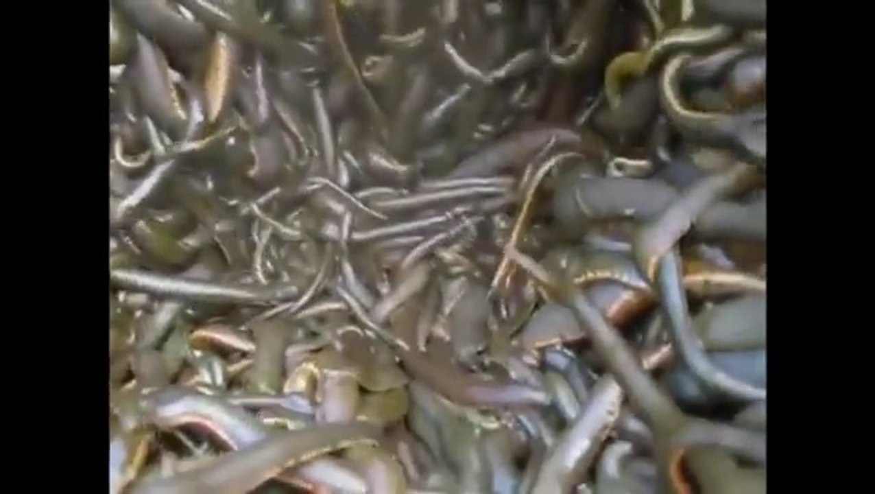 Ce qui se trouve au fond de cette cuve va vous faire frissonner...