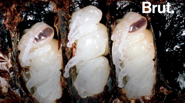 Parthénogenèse : ces femelles qui se reproduisent sans mâle