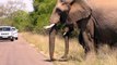Adorable moment elephant herd escorts calfs across road in Kruger National Park