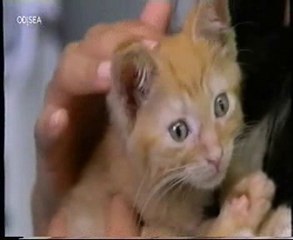 Comunicacion animal: Perros y gatos