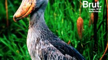 Le Bec-en-sabot du Nil est un drôle d'oiseau