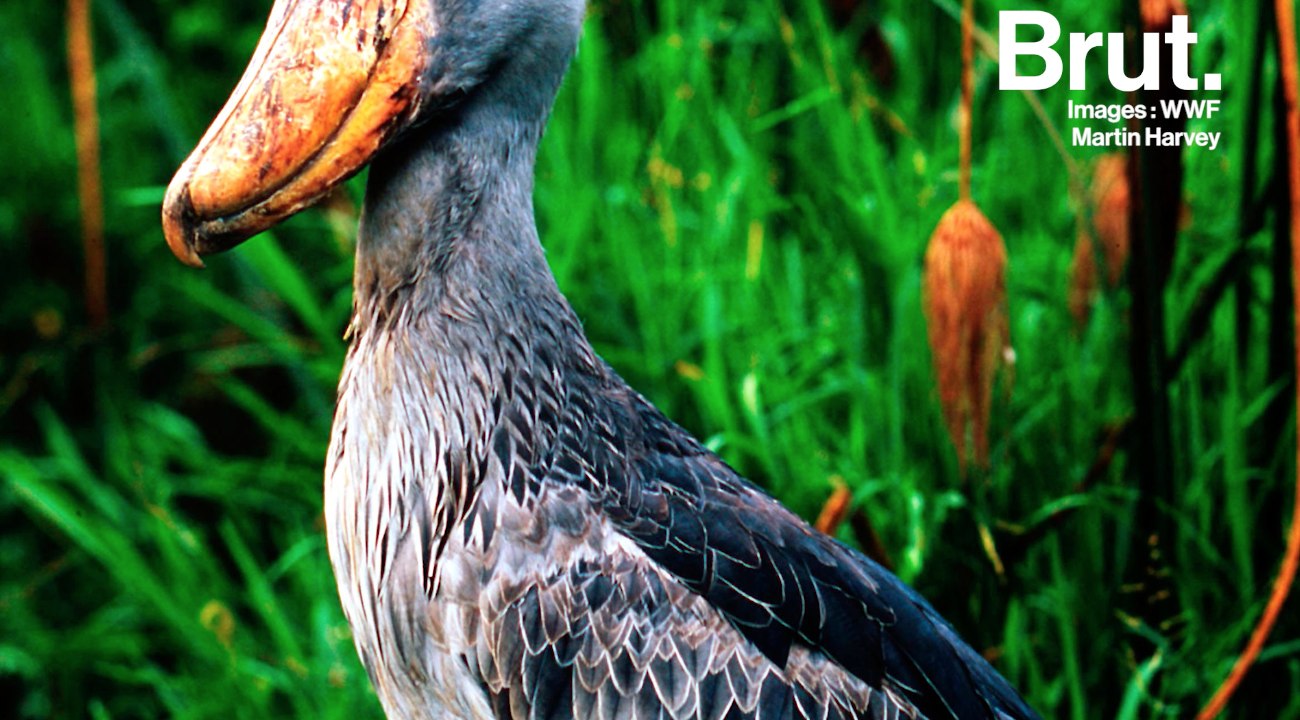 Le Bec-en-sabot du Nil est un drôle d'oiseau