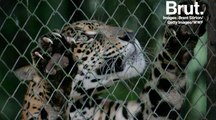 Captivité : les animaux atteints de zoochose