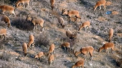 Yaban keçisi kırık ayağına rağmen yavrusunu bırakmadan yoluna devam etti