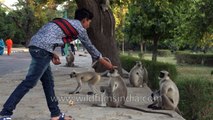 Langurs eat daintily at Mandore in Jodhpur - far nicer than macaques