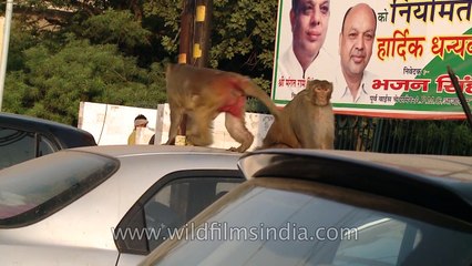 Naughty monkey brigade - uninvited guests or cute menace