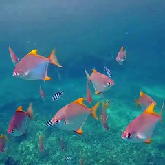 You're always in good company on our house reef!Video by Hashem A. Kosara