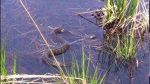 信じられないほどの衝撃的なビデオ! カメは、すべてを食べる