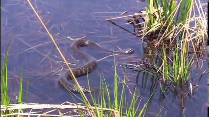 信じられないほどの衝撃的なビデオ! カメは、すべてを食べる