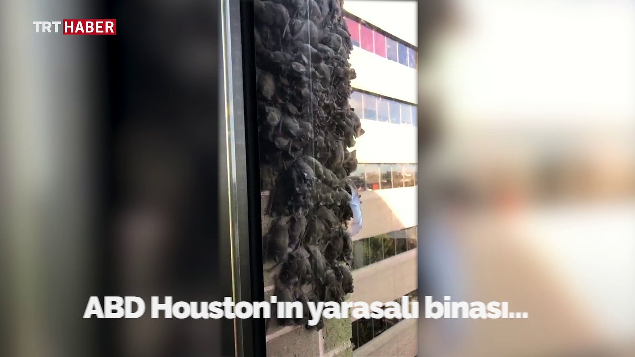 Houston'da göçmen yarasalardan ofis ziyareti