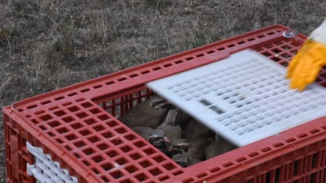 Dursunbey'de 'Kınalı Keklik' Salımı Yapıldı