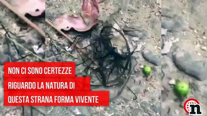 'FORMA di VITA ALIENA', CREATURA MISTERIOSA trovata in TAIWAN - Notizie.it