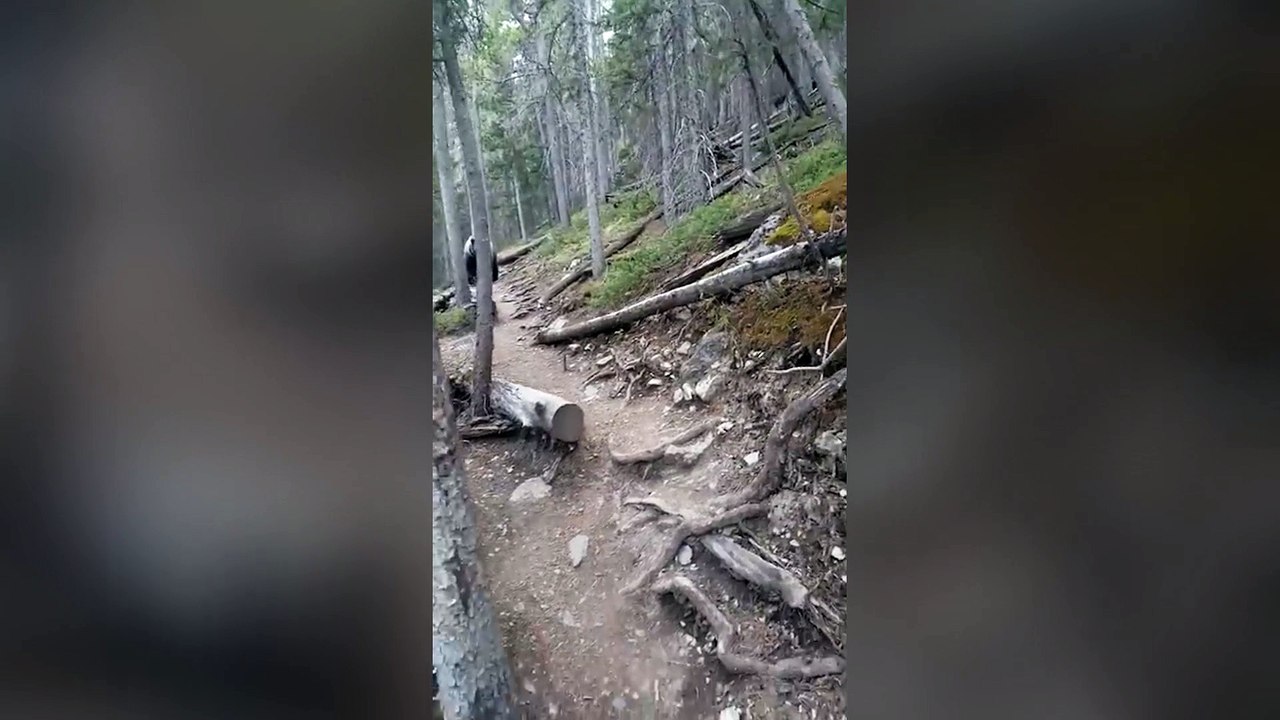 Un couple tombe sur un grizzly lors d'une rando...