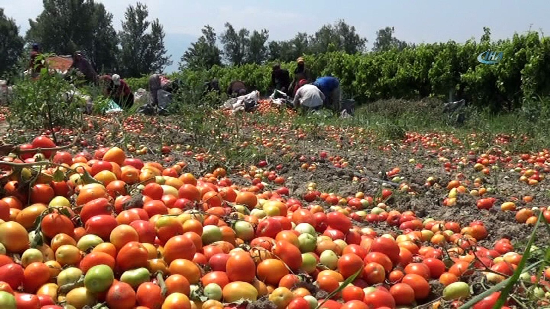 Salçalık domatesin ekimi yüzde 50 düştü - Dailymotion Video